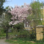Bassermannweg im Frühling Bild: J.Goedicke©