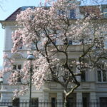 Magnolienblüte im Kiez