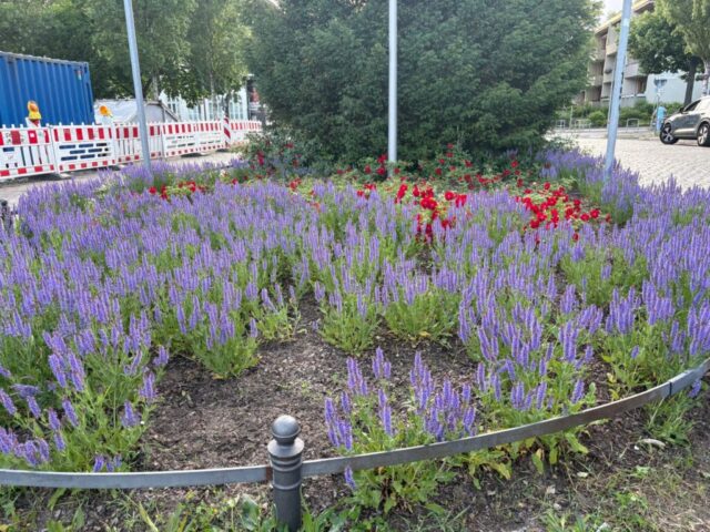 Rosenbeet
