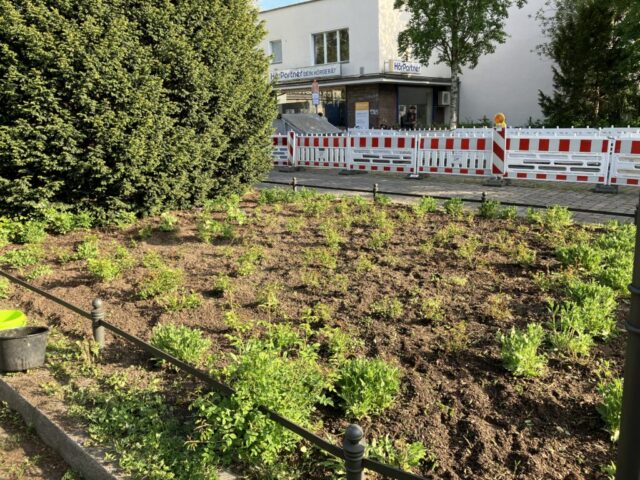 Rosenbeet