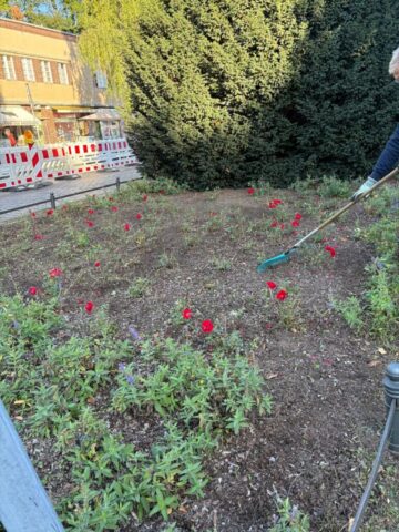 Rosenbeet